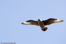 Raubmöve (Skua) (12 von 16).jpg